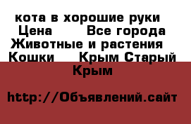 кота в хорошие руки › Цена ­ 0 - Все города Животные и растения » Кошки   . Крым,Старый Крым